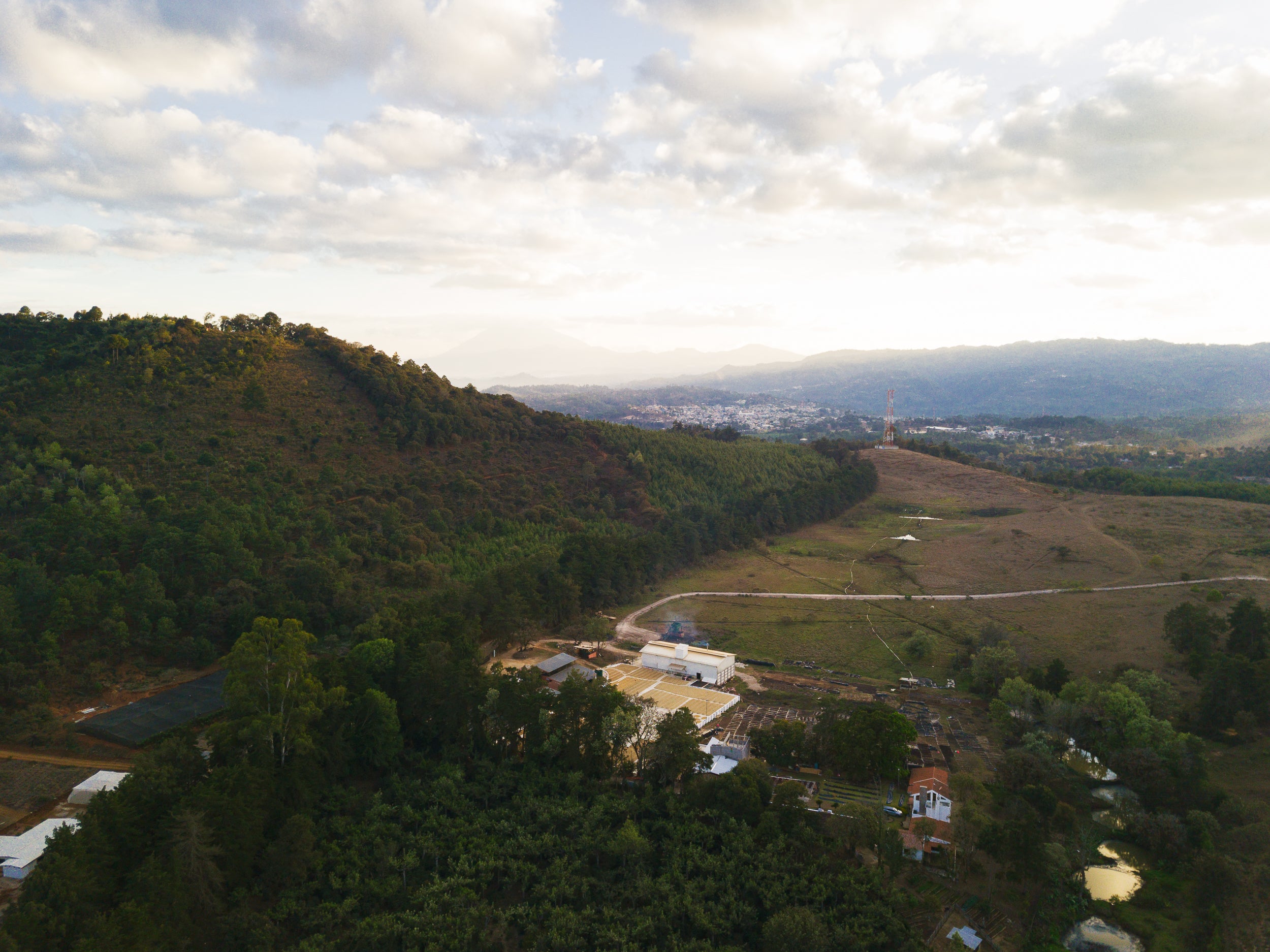 La Titi - Pacamara