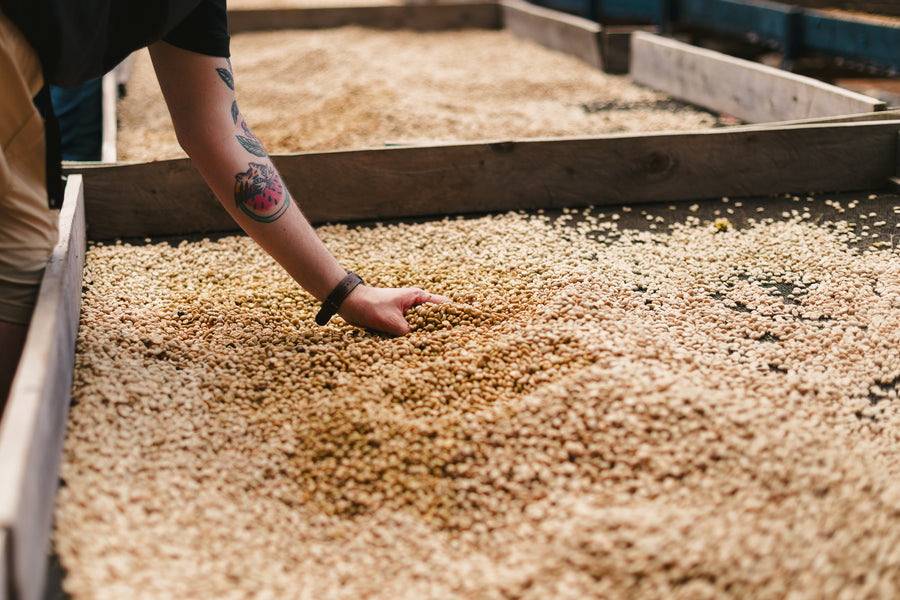 La Titi - Pacamara
