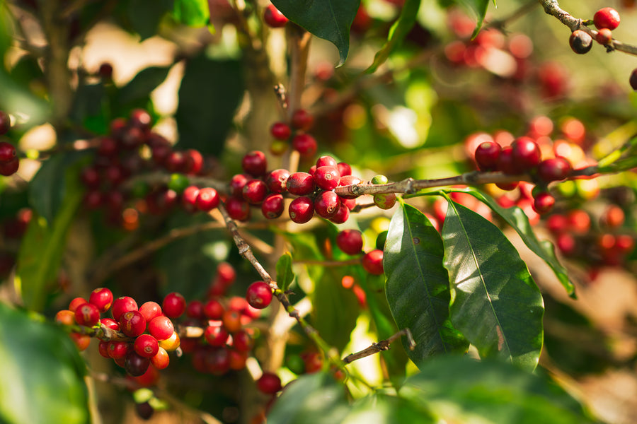 La Titi - Pacamara